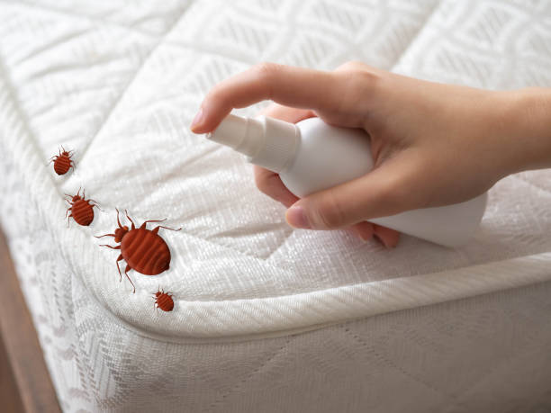 Best Spider Control Near Me  in Inverness Highlands North, FL