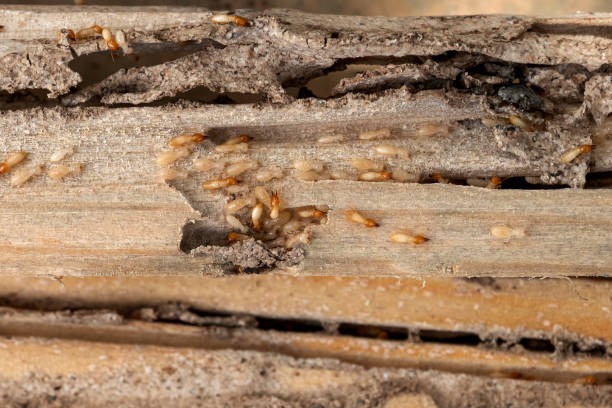 Best Local Pest Control Services  in Inverness Highlands North, FL